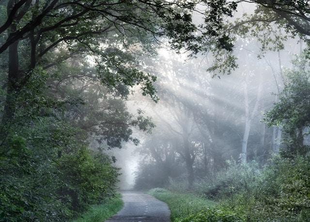 A misty forest path disappearing into the distance, symbolizing the journey through the stages of grief